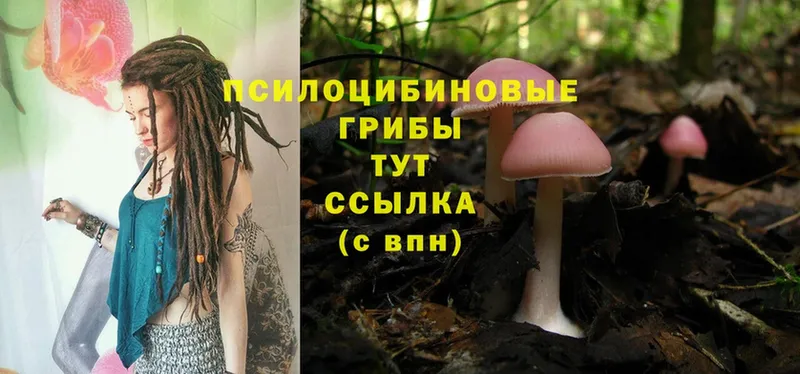 Галлюциногенные грибы Psilocybe  цены наркотик  Бавлы 